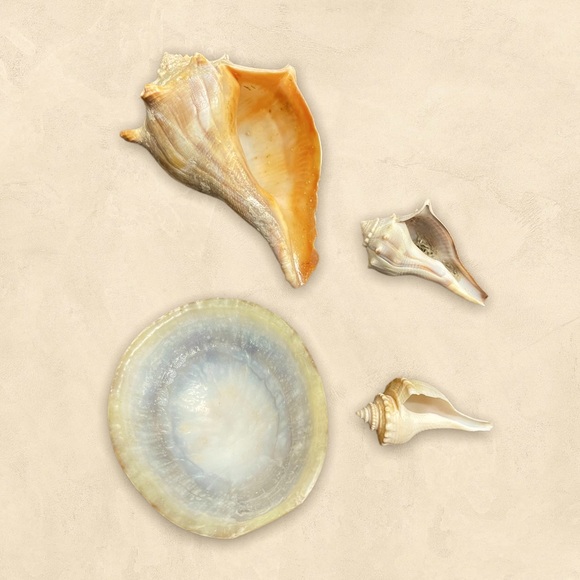 Sea Shells “Home Decor or Aquarium Decorations” - Picture 2 of 5